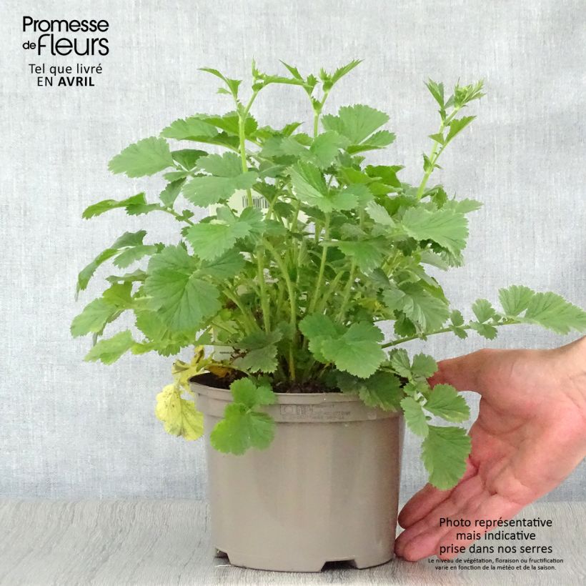 Amostra de Geum Totally Tangerine Vaso de 1 L/1,5 L tal como entregue na primavera