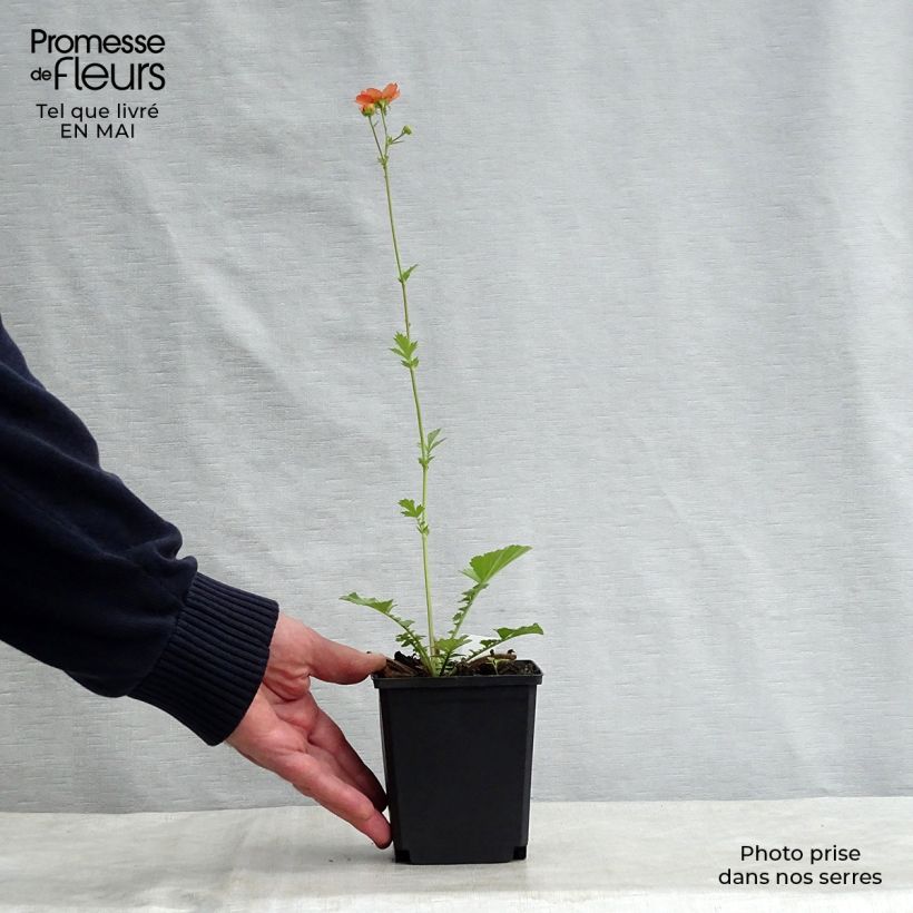 Amostra de Geum Totally Tangerine Vaso de 8/9 cm tal como entregue na primavera