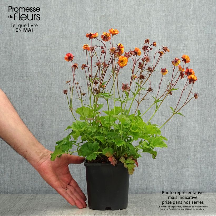 Amostra de Geum Tutti Frutti Vaso de 2 L/3 L tal como entregue na primavera