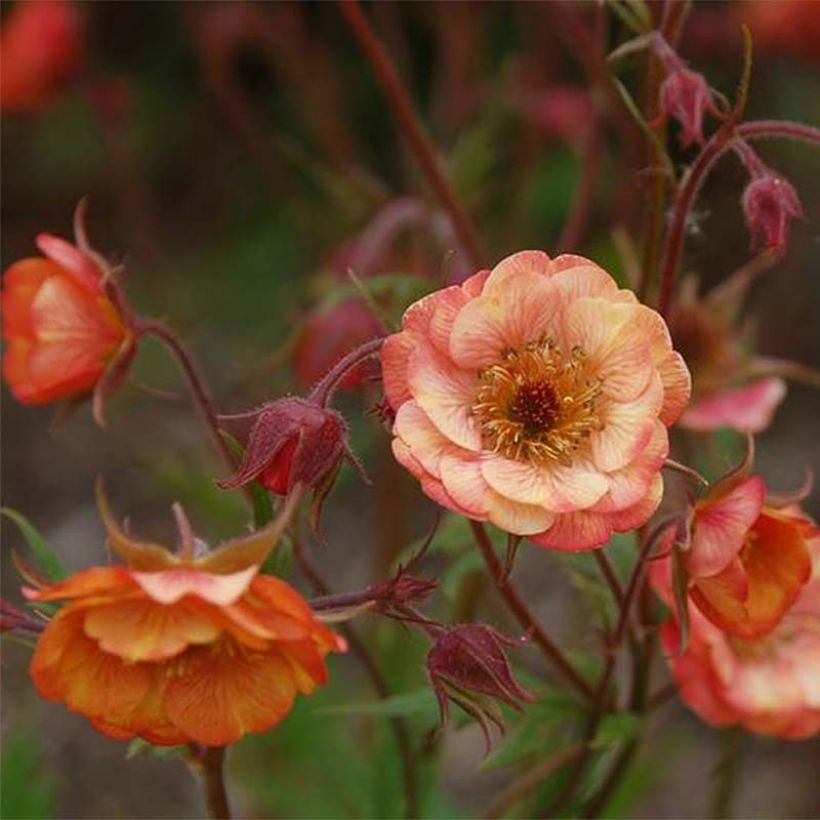 Geum coccineum Cocktail Wet Kiss (Floração)