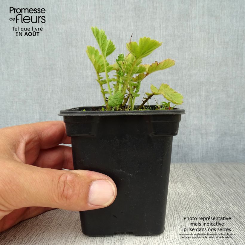 Amostra de Geum chiloense Lady Stratheden Vaso de 7/8 cm tal como entregue no verão