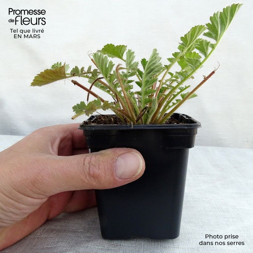 Amostra de Geum chiloense Lady Stratheden Vaso de 7/8 cm tal como entregue na primavera