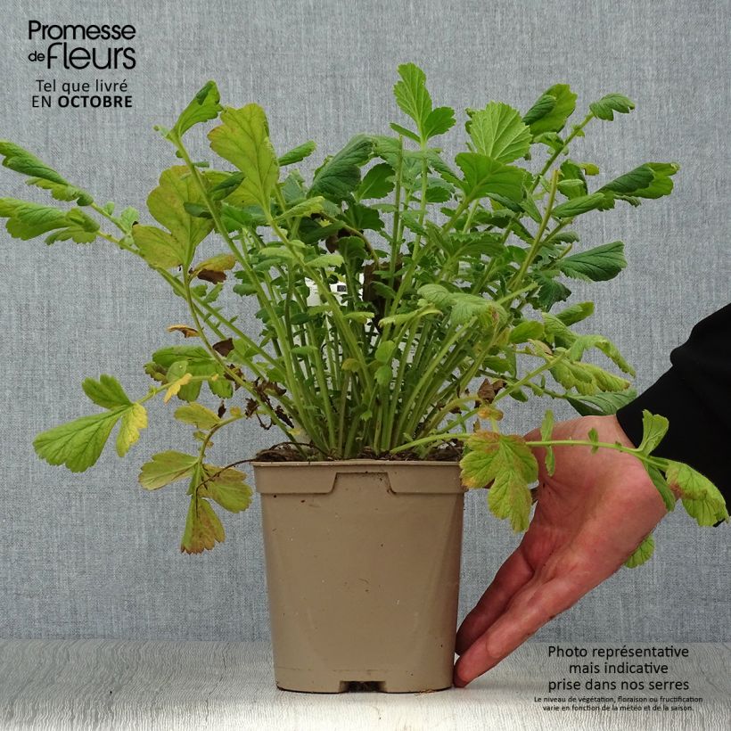 Amostra de Geum chiloense Lady Stratheden Vaso de 2 L/3 L tal como entregue no outono
