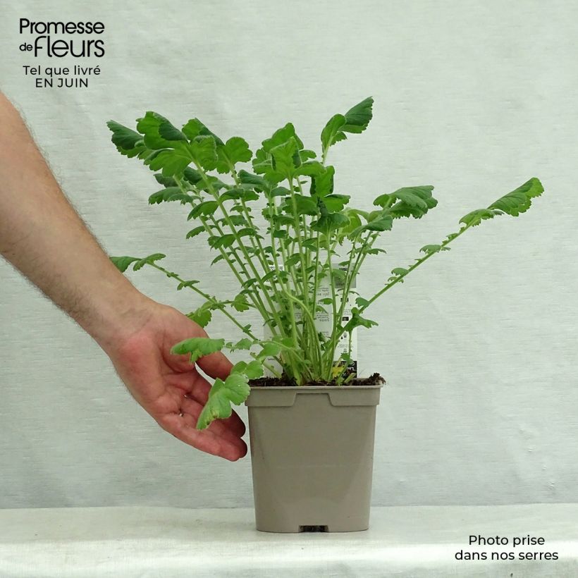 Amostra de Geum chiloense Lady Stratheden Vaso de 2 L/3 L tal como entregue no verão