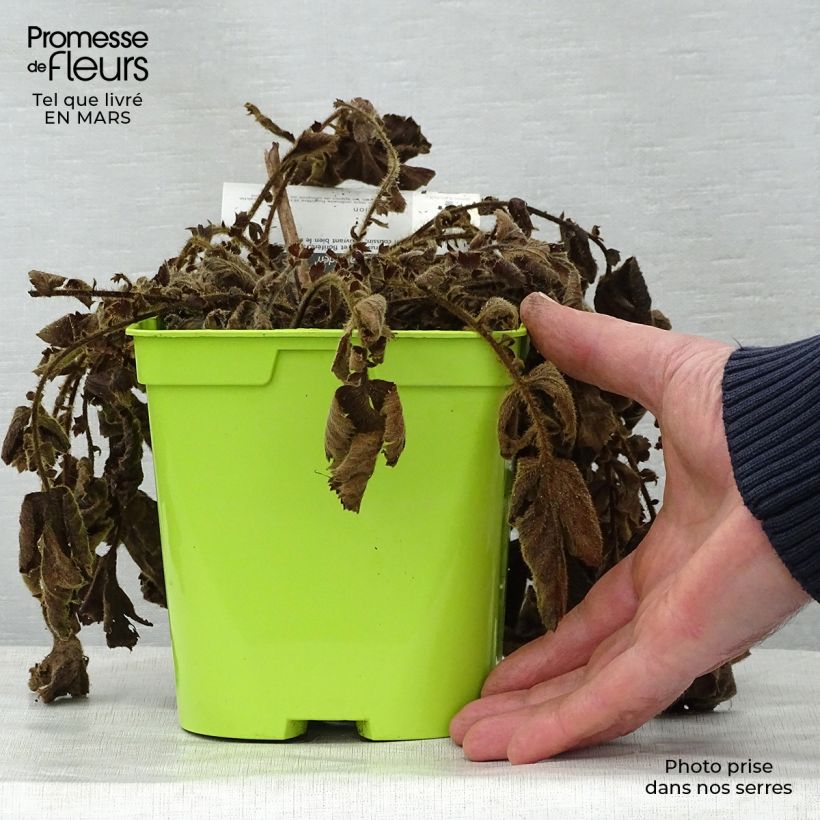 Amostra de Geum chiloense Lady Stratheden Vaso de 2 L/3 L tal como entregue na primavera