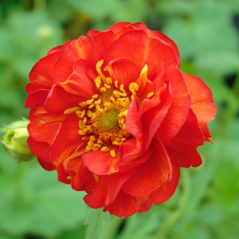 Geum chiloense Mrs Bradshaw (Floração)