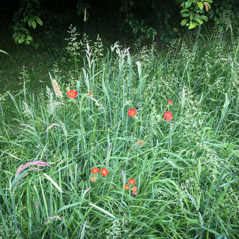 Geum chiloense Mrs Bradshaw (Hábito)