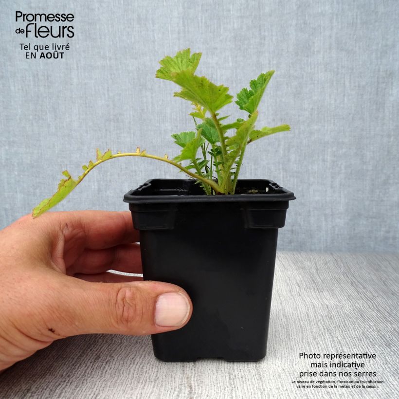 Amostra de Geum chiloense Mrs Bradshaw Vaso de 7/8 cm tal como entregue no verão