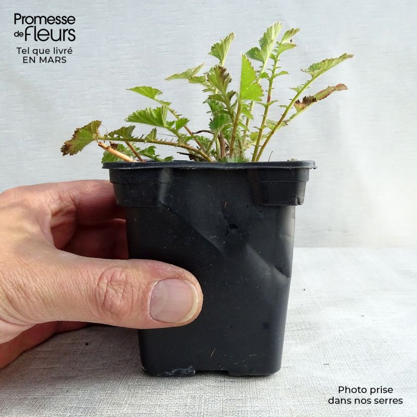 Amostra de Geum chiloense Mrs Bradshaw Vaso de 7/8 cm tal como entregue no inverno