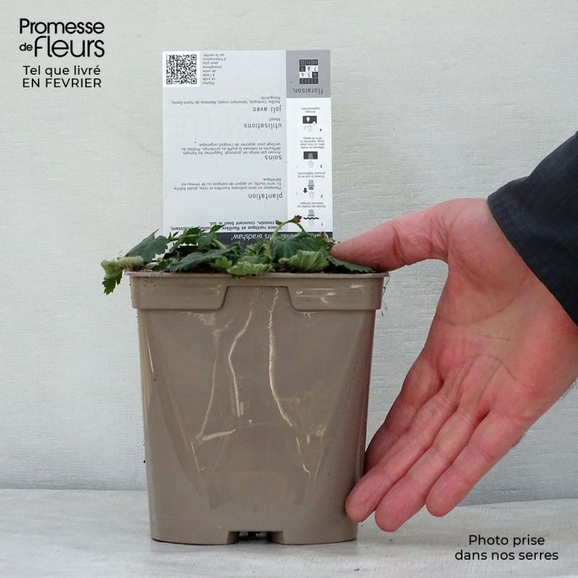 Amostra de Geum chiloense Mrs Bradshaw Vaso de 2 L/3 L tal como entregue no inverno