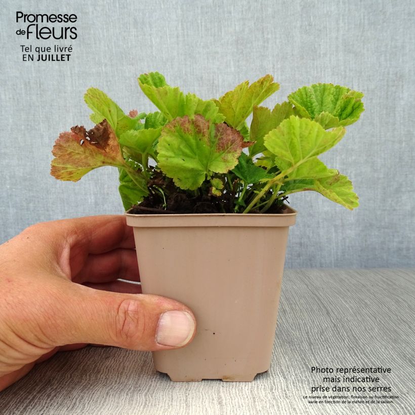 Amostra de Geum coccineum Borisii Vaso de 8/9 cm tal como entregue no verão