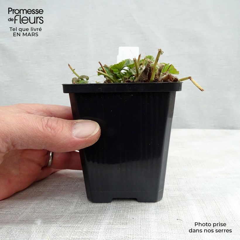 Amostra de Geum coccineum Borisii Vaso de 8/9 cm tal como entregue na primavera