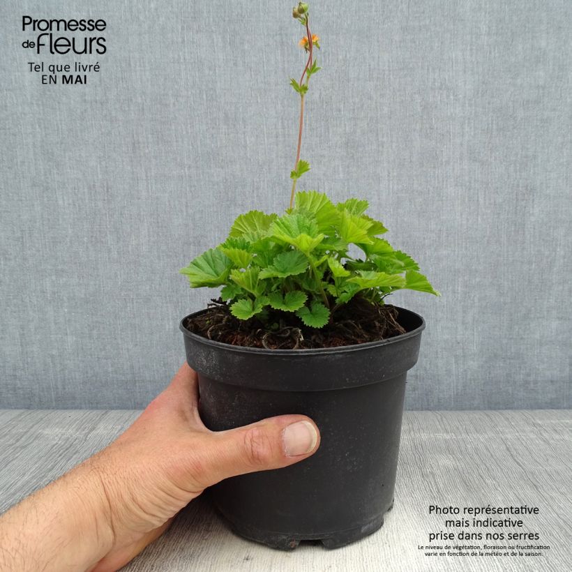Amostra de Geum coccineum Borisii Vaso de 2 L/3 L tal como entregue na primavera