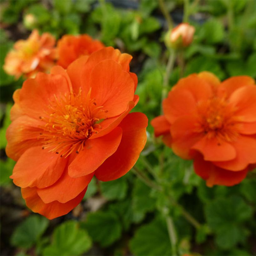 Geum coccineum Feuermeer (Floração)