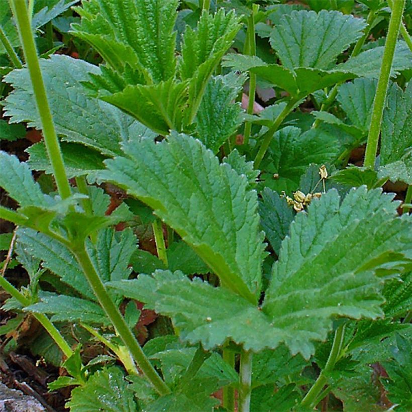 Geum coccineum Karlskaer (Folhagem)