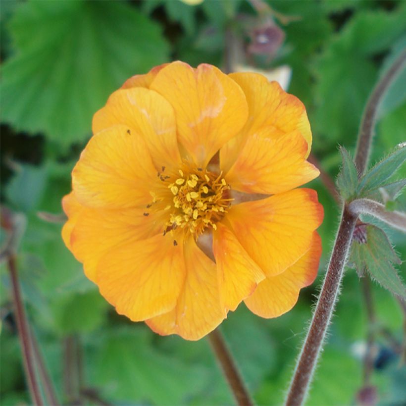 Geum coccineum Karlskaer (Floração)