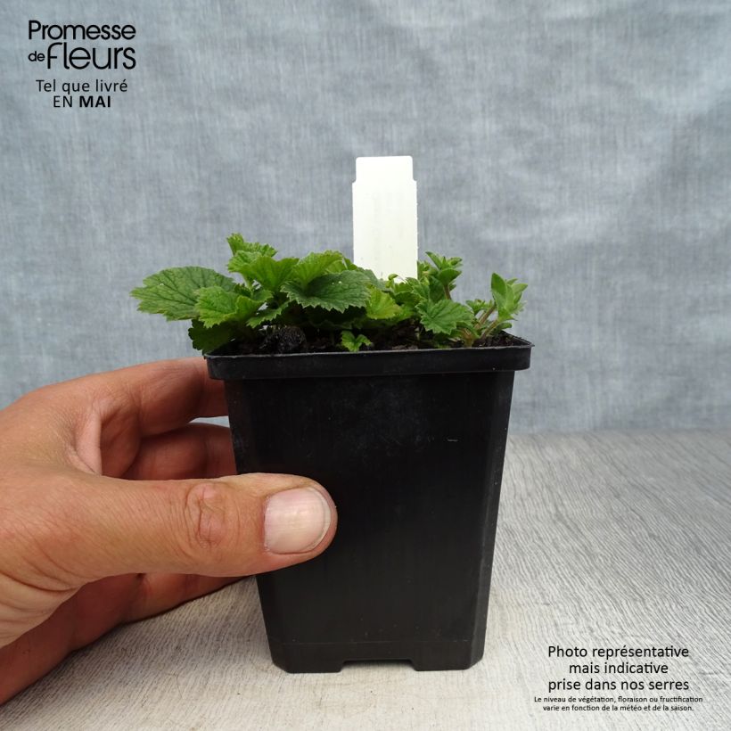 Amostra de Geum coccineum Karlskaer Vaso de 8/9 cm tal como entregue na primavera