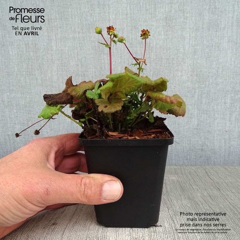 Amostra de Geum coccineum Koi Vaso de 8/9 cm tal como entregue na primavera