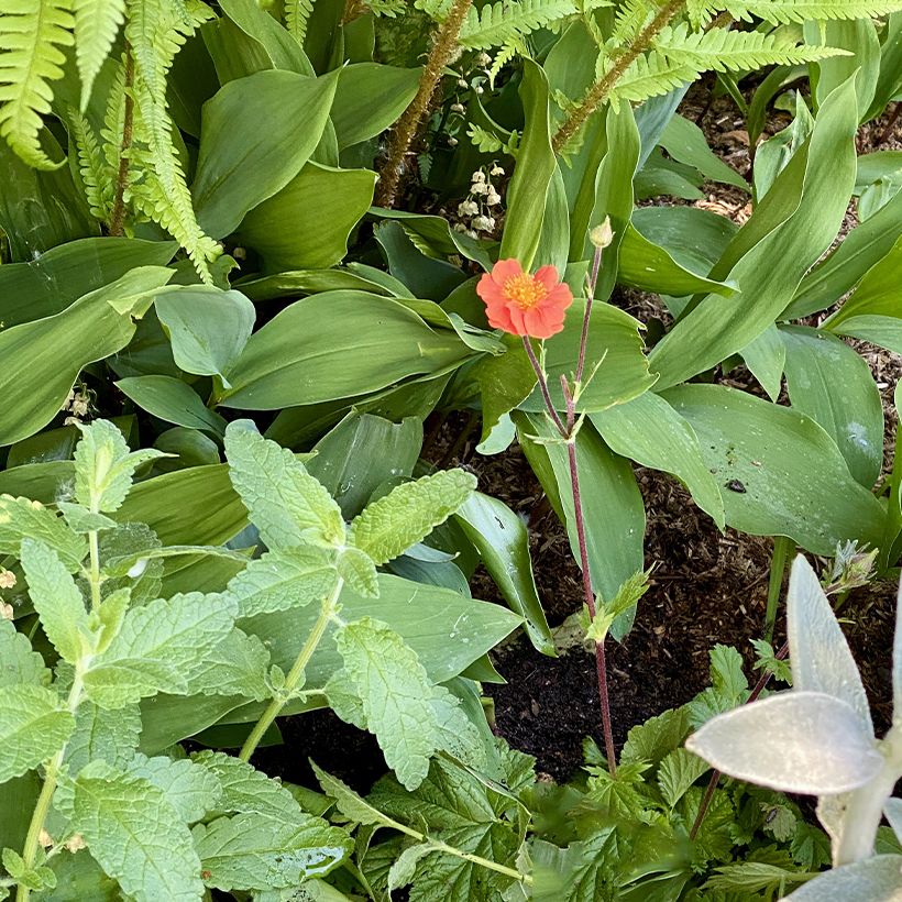 Geum coccineum Koi (Hábito)