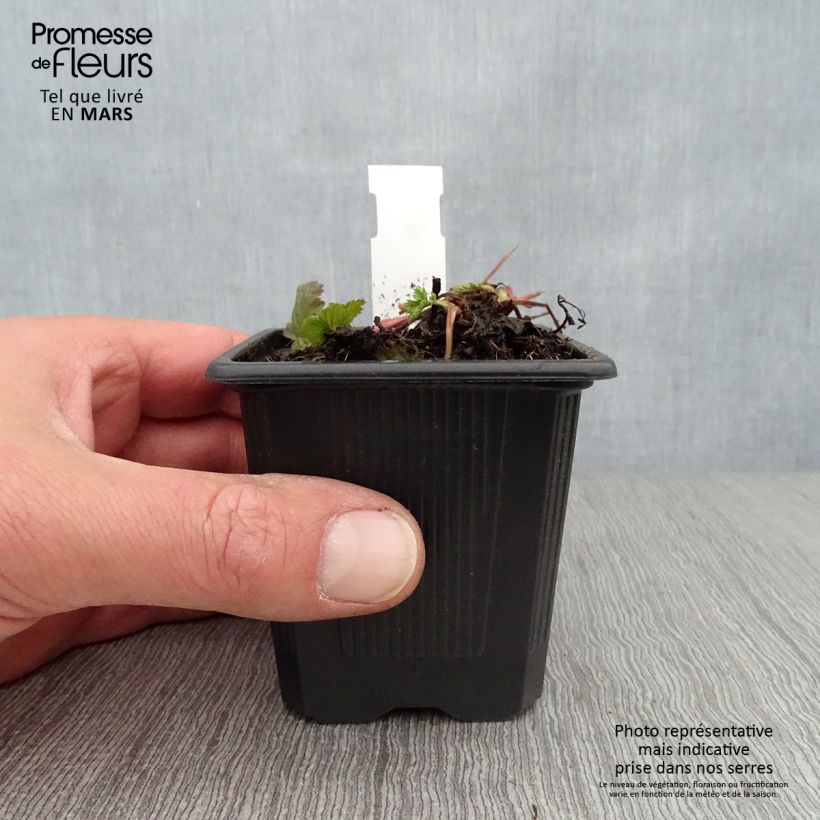 Amostra de Geum coccineum Red Wings Vaso de 8/9 cm tal como entregue na primavera