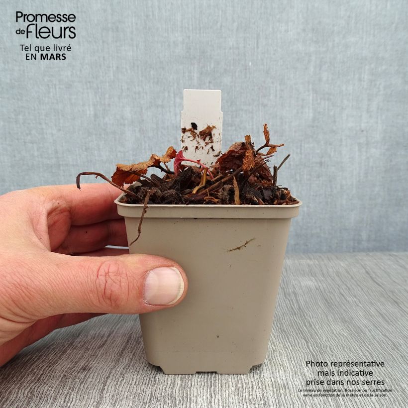 Amostra de Geum coccineum Werner Arends - Benoîte orange  Vaso de 8/9 cm tal como entregue no inverno