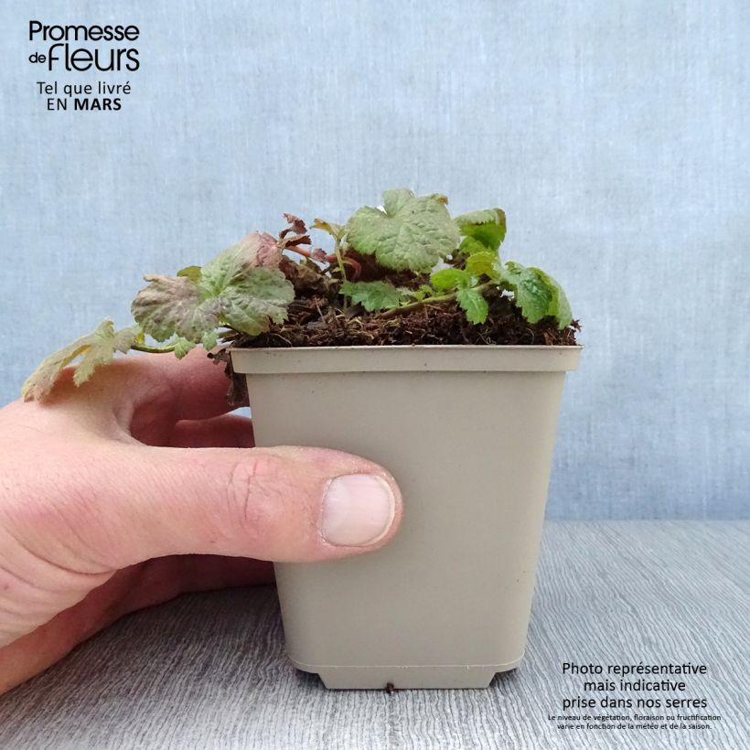 Amostra de Geum coccineum Werner Arends Vaso de 8/9 cm tal como entregue na primavera