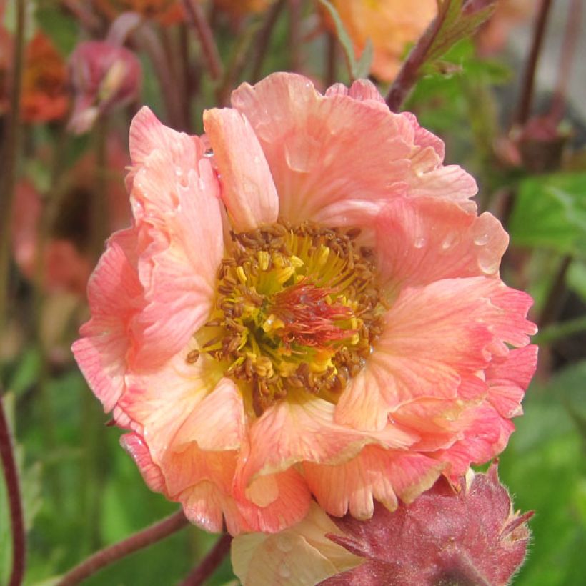 Geum Mai Tai (Floração)