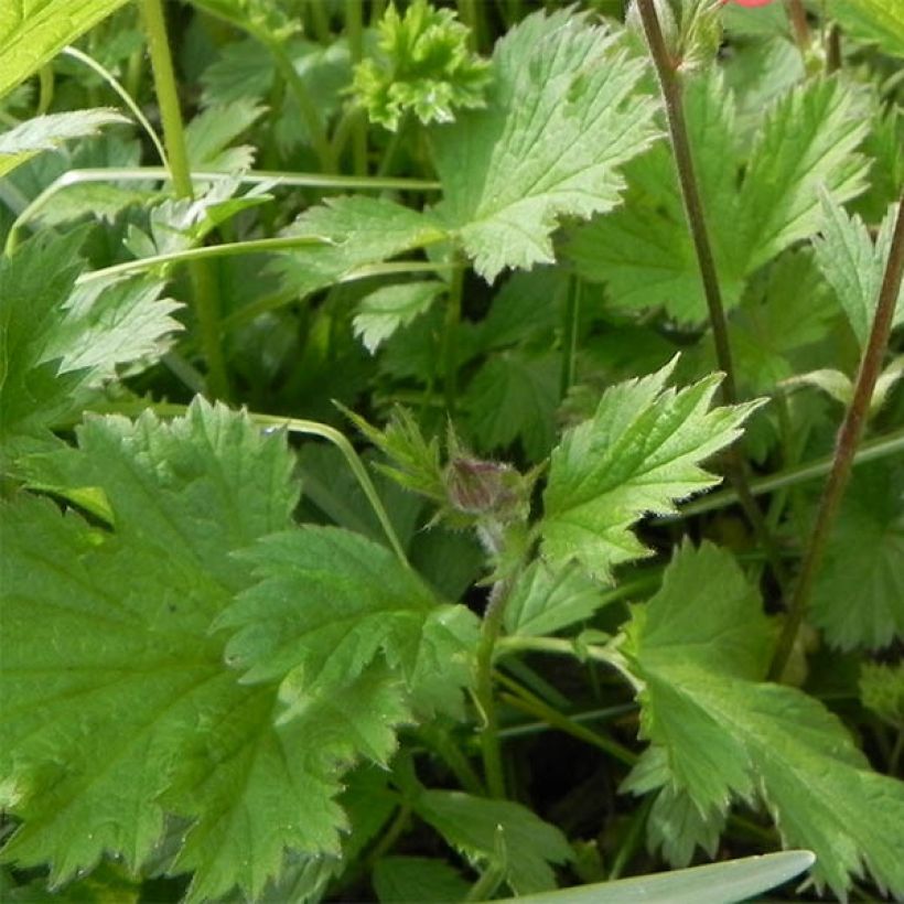 Geum rivale Leonard's Variety (Folhagem)