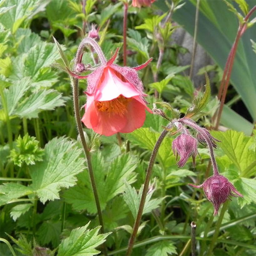 Geum rivale Leonard's Variety (Floração)