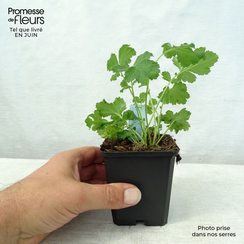 Amostra de Geum rivale Leonard's Variety Vaso de 7/8 cm tal como entregue no verão