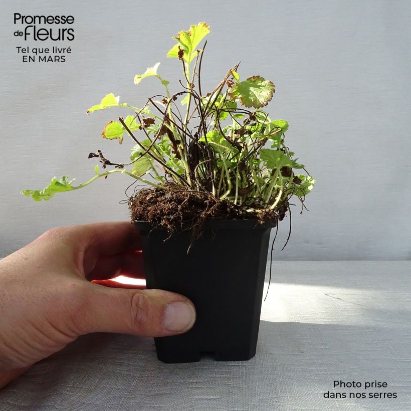 Amostra de Geum rivale Leonard's Variety Vaso de 7/8 cm tal como entregue na primavera