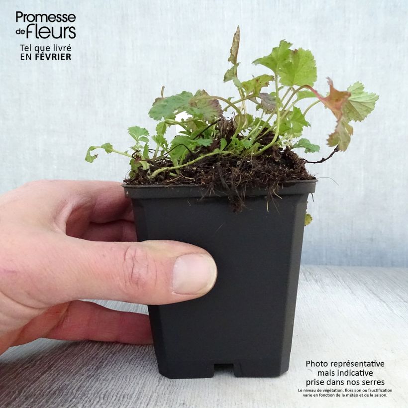 Amostra de Geum rivale Leonard's Variety - Benoîte des Rives Vaso de 7/8 cm tal como entregue no inverno