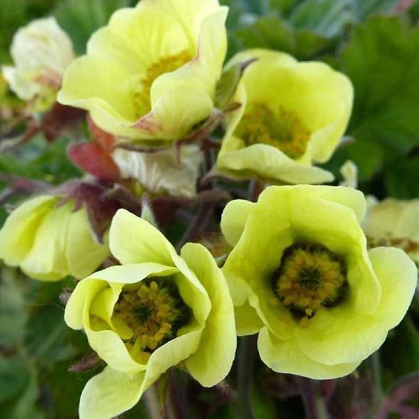 Geum rivale Lionel Cox (Floração)