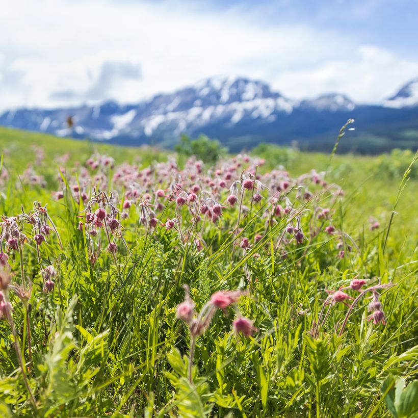 Geum triflorum (Hábito)