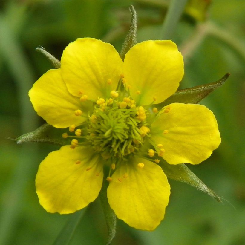 Geum urbanum (Floração)