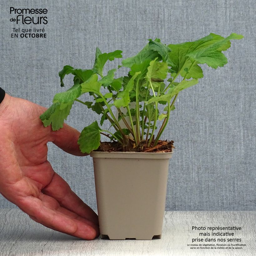 Amostra de Geum urbanum Vaso de 8/9 cm tal como entregue no outono