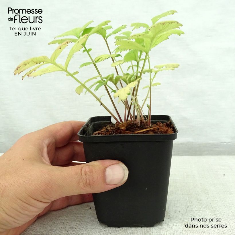 Amostra de Geum urbanum Vaso de 8/9 cm tal como entregue no verão