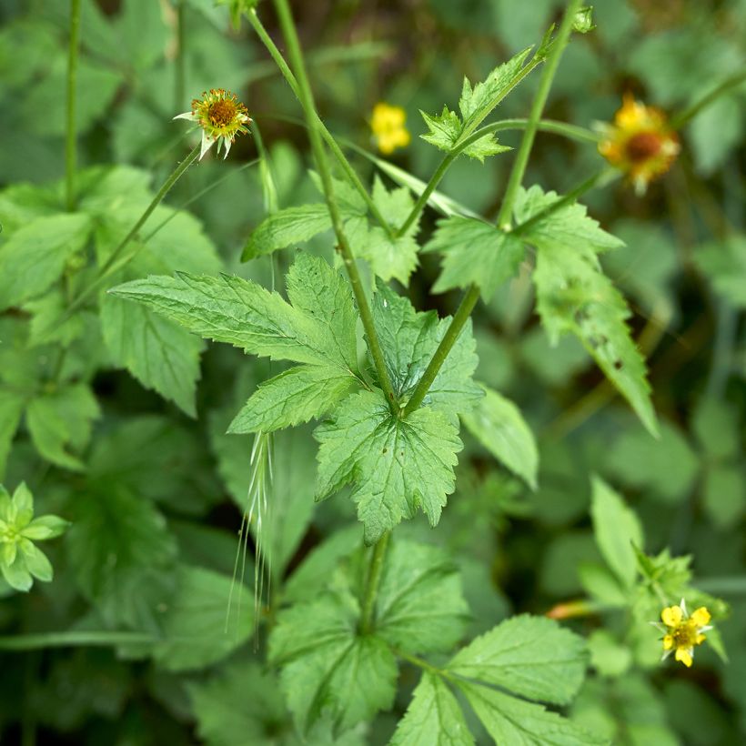 Geum urbanum (Folhagem)