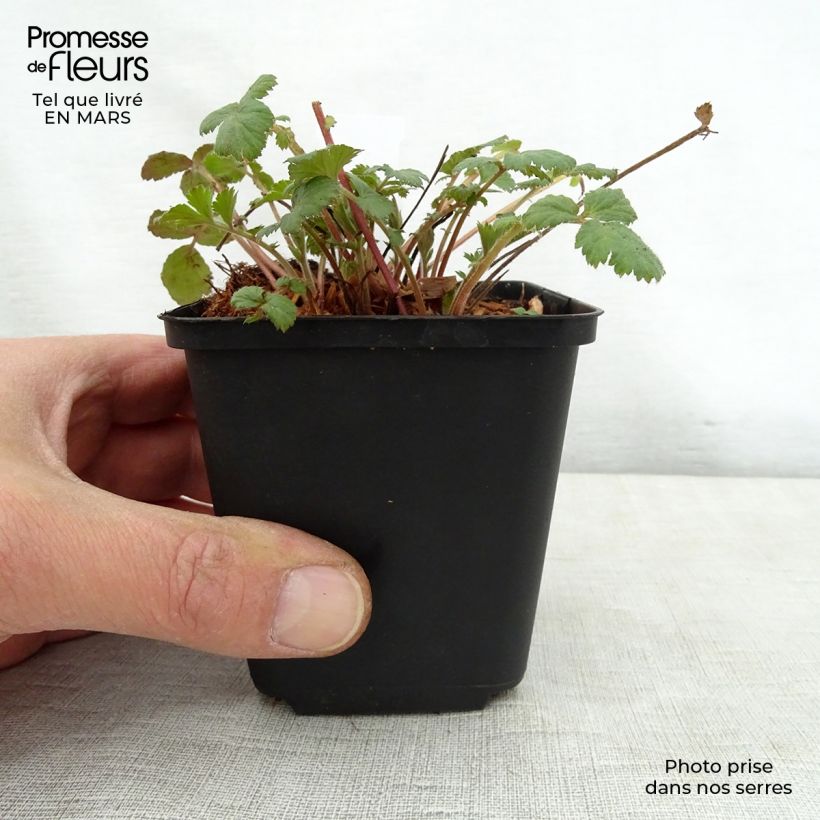 Amostra de Geum urbanum Vaso de 8/9 cm tal como entregue na primavera