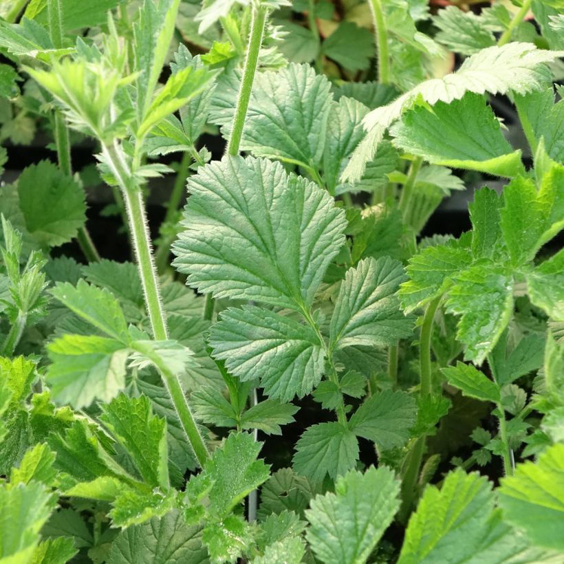 Geum Totally Tangerine (Folhagem)