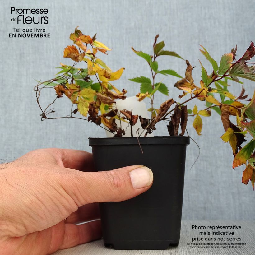 Amostra de Gillenia trifoliata Vaso de 8/9 cm tal como entregue no outono