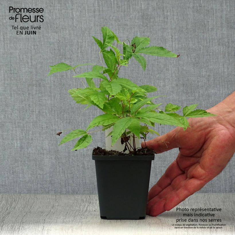 Amostra de Gillenia trifoliata Vaso de 8/9 cm tal como entregue no verão