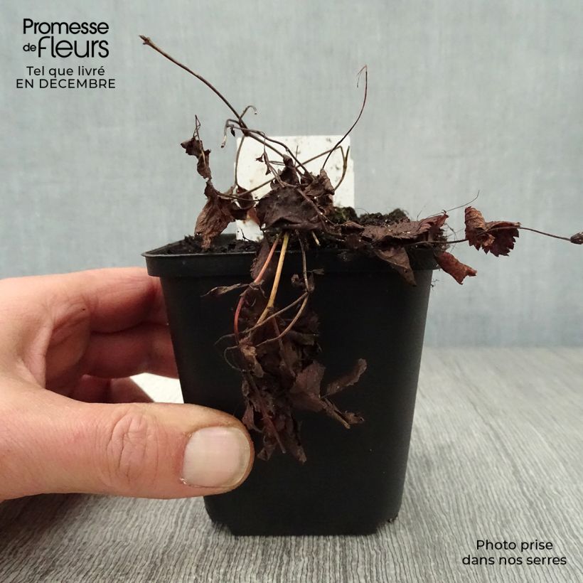 Amostra de Gillenia trifoliata - Spirée à 3 feuilles Vaso de 8/9 cm tal como entregue no inverno