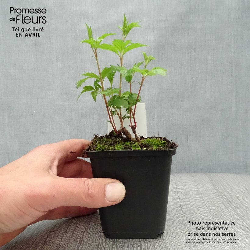 Amostra de Gillenia trifoliata Vaso de 8/9 cm tal como entregue na primavera