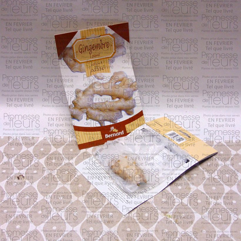 Exemplo de amostra de Gingembre - Zingiber officinale Petites Racines nues tal como entregue