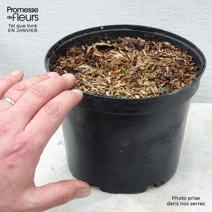 Amostra de Zingiber mioga Vaso de 1,5 L/2 L tal como entregue no inverno