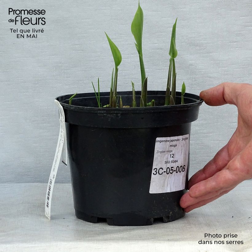 Amostra de Zingiber mioga Vaso de 1,5 L/2 L tal como entregue na primavera
