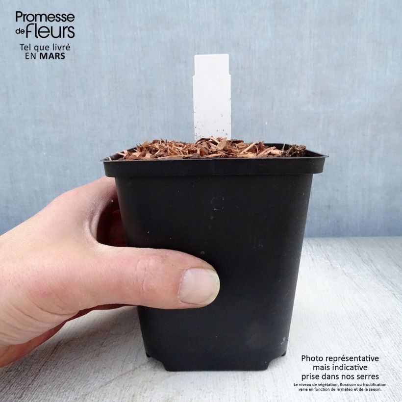 Amostra de Zingiber mioga Vaso de 8/9 cm tal como entregue na primavera