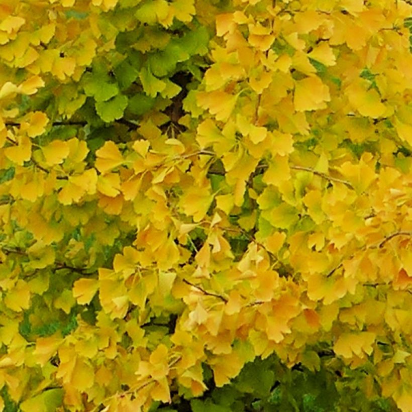 Ginkgo biloba fastigiata Gold Flame (Folhagem)