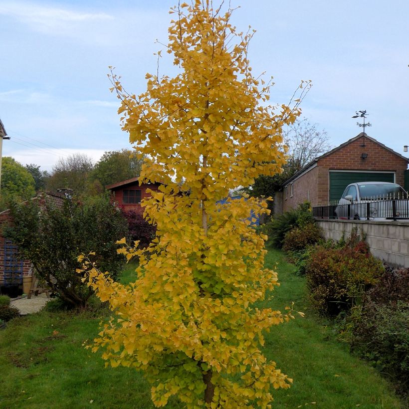 Ginkgo biloba fastigiata Gold Flame (Hábito)